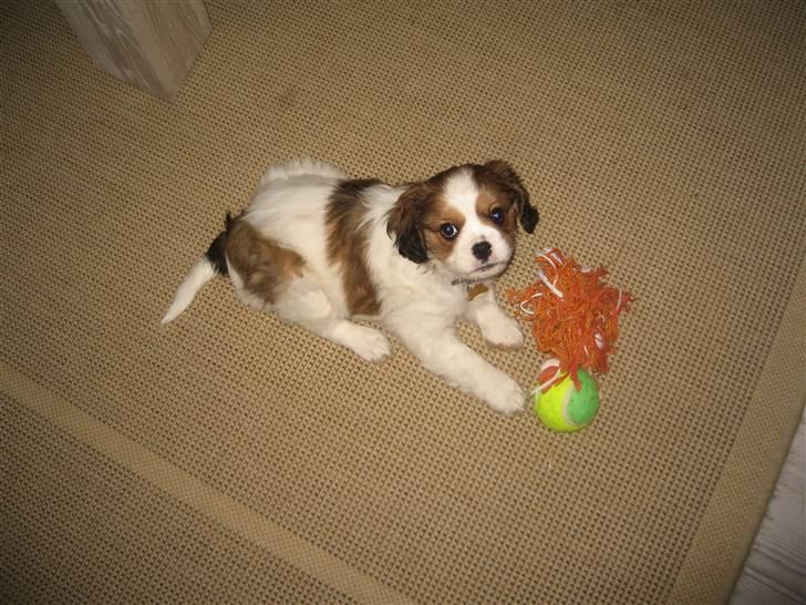 Blanding af racer Bailey billede 9