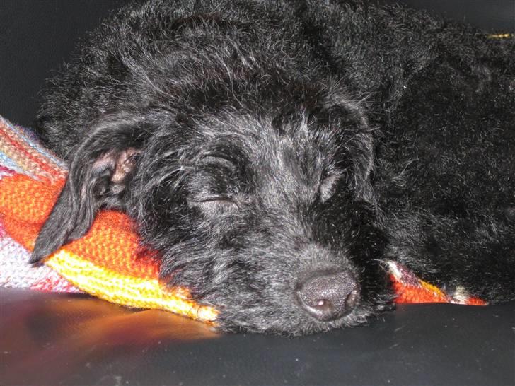 Blanding af racer - Hilda billede 14