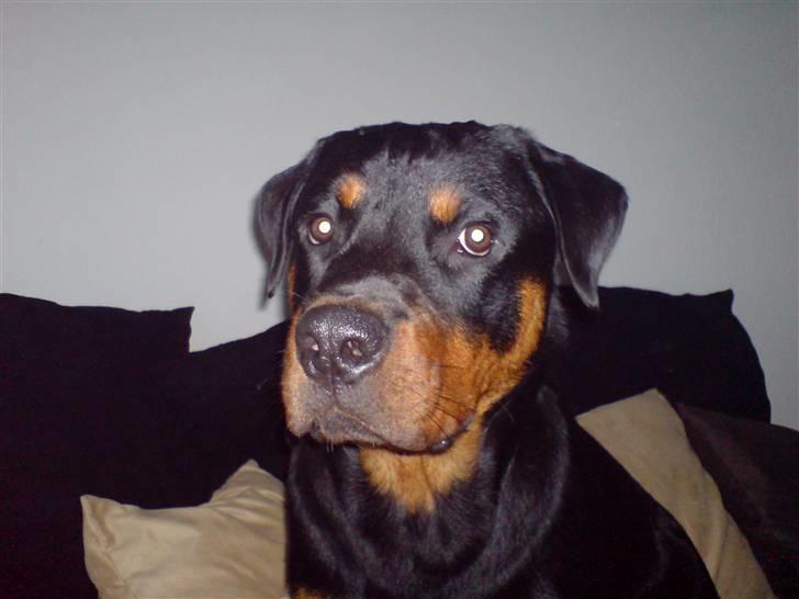 Rottweiler Rantzau billede 1