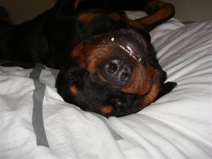 Rottweiler Rantzau billede 2