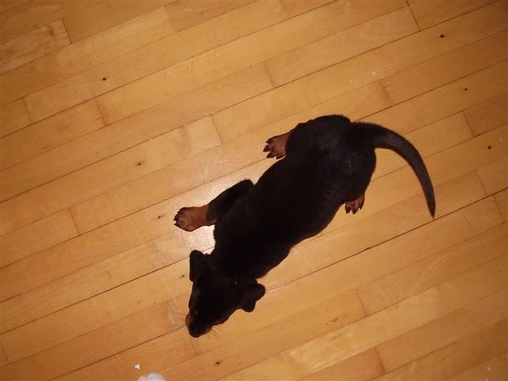 Rottweiler Rantzau billede 3