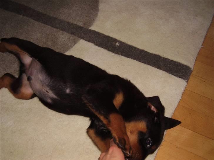 Rottweiler Rantzau billede 4