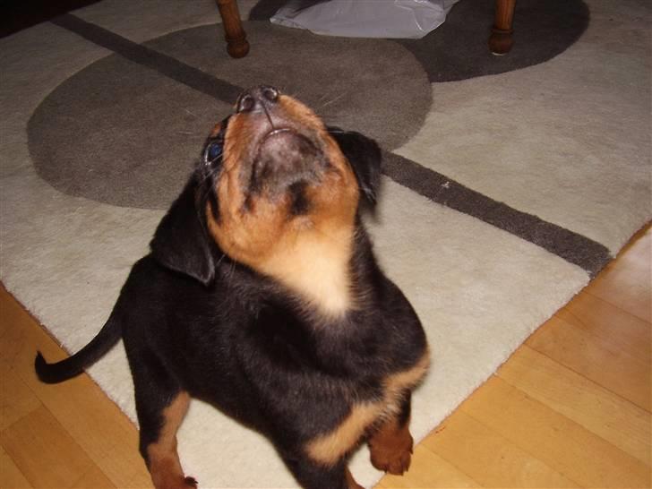 Rottweiler Rantzau billede 5