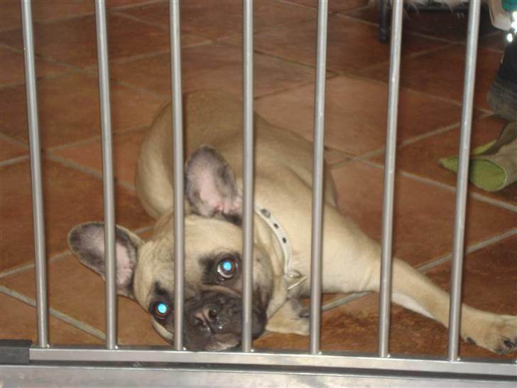 Fransk bulldog Berta billede 8