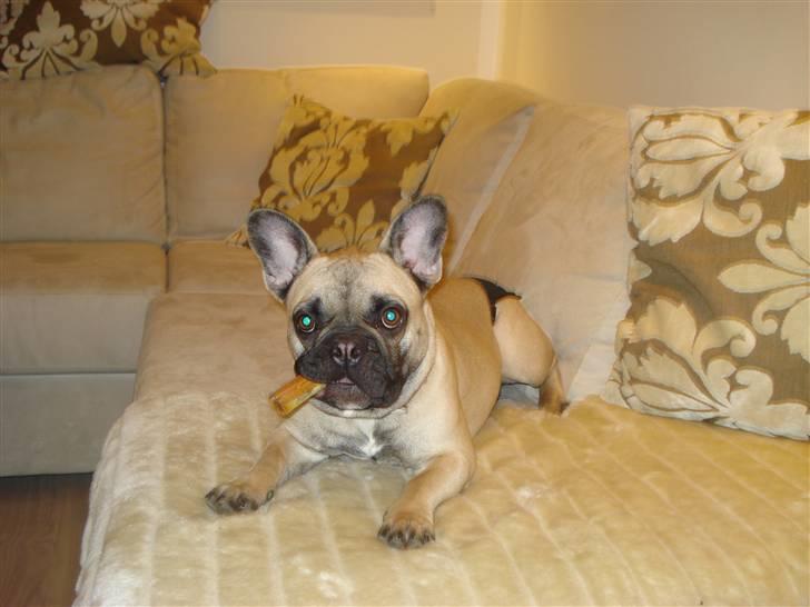 Fransk bulldog Berta billede 9