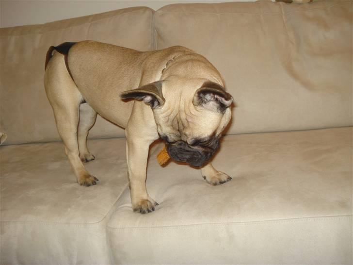 Fransk bulldog Berta billede 10