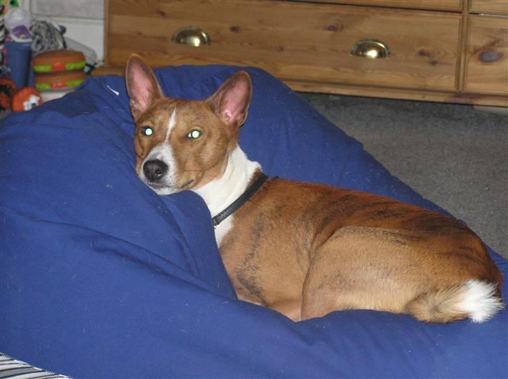 Basenji Tikko billede 1