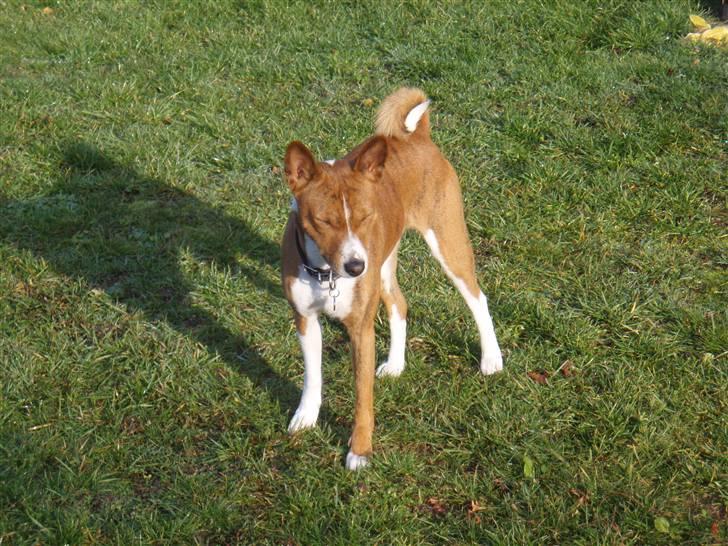 Basenji Tikko billede 2