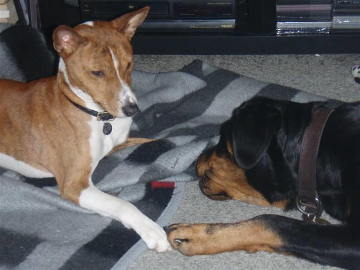 Basenji Tikko billede 3