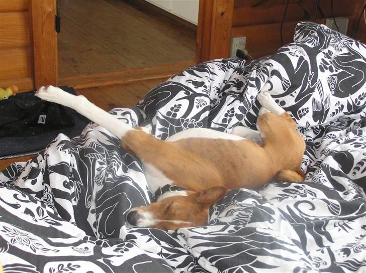 Basenji Tikko billede 4