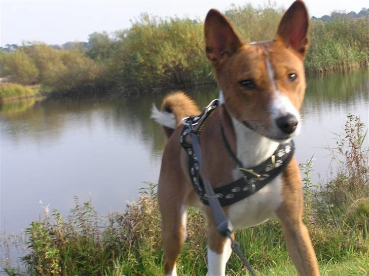 Basenji Tikko billede 5