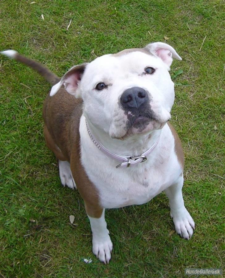 Amerikansk staffordshire terrier PIXIE - Velkommen til min profil :o) billede 1