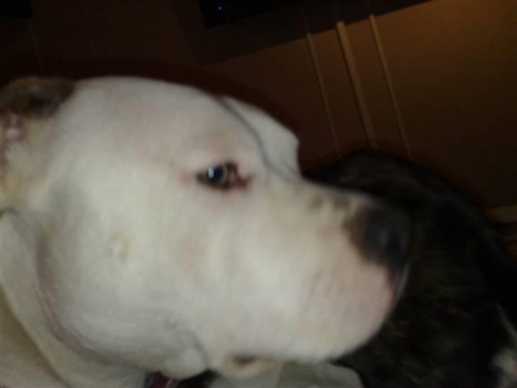 Amerikansk staffordshire terrier PIXIE billede 2