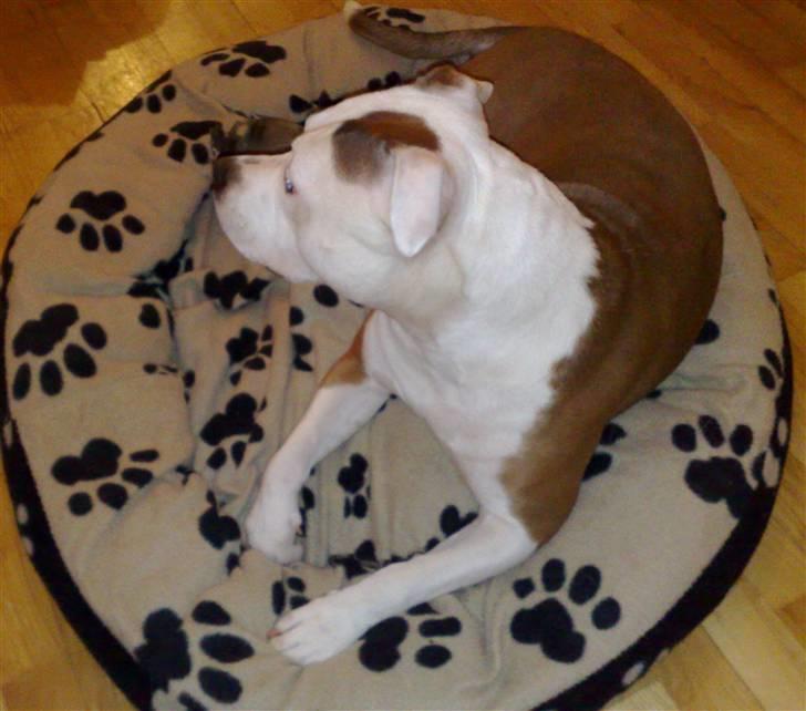 Amerikansk staffordshire terrier PIXIE billede 3