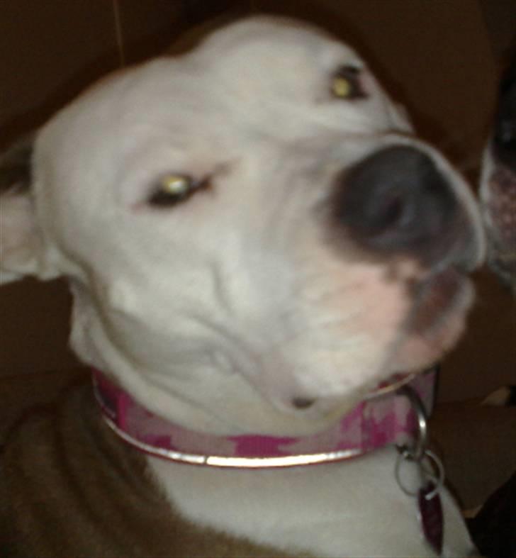 Amerikansk staffordshire terrier PIXIE - Hermed en klagesang ... billede 4