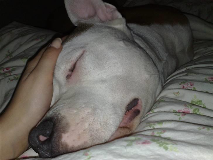 Amerikansk staffordshire terrier PIXIE - I drømmeland... billede 5