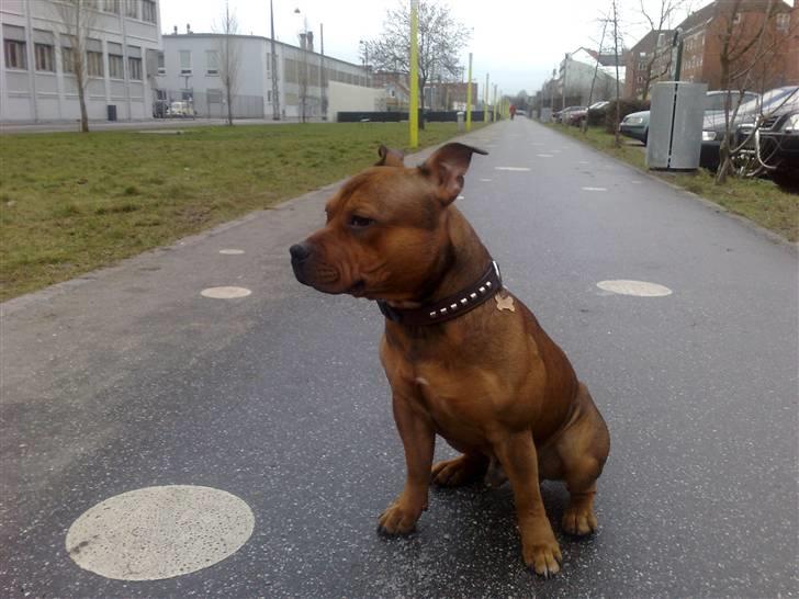 Staffordshire bull terrier Nemo - Nemo d.26.01.09 billede 20