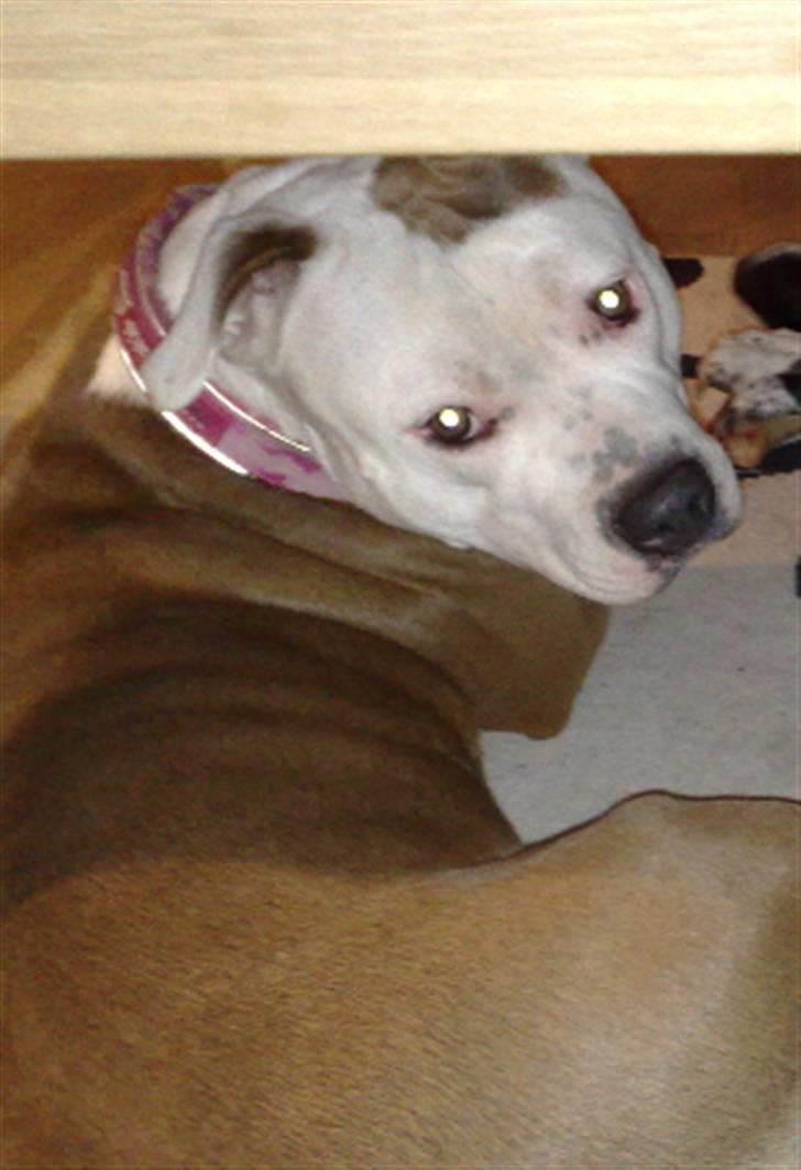 Amerikansk staffordshire terrier PIXIE billede 6