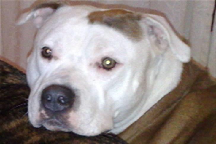 Amerikansk staffordshire terrier PIXIE billede 7