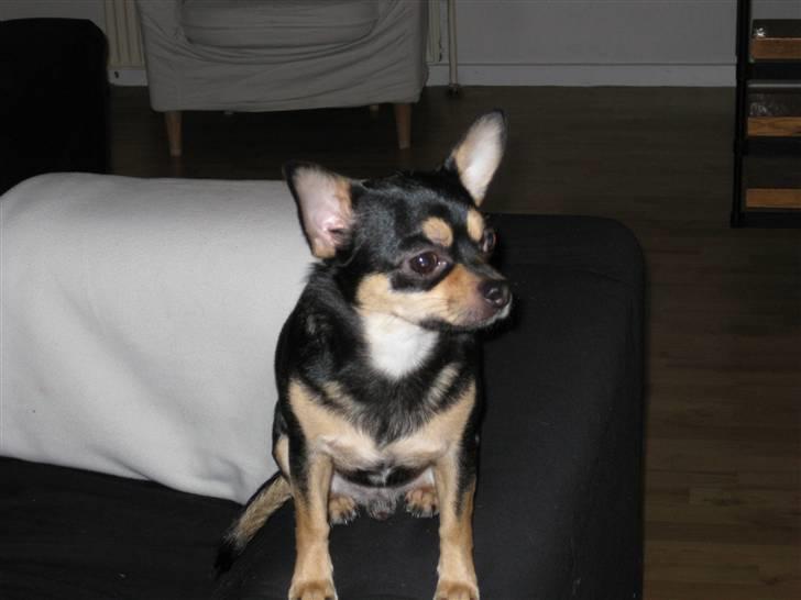 Chihuahua Boss - I stuen, på sofaen. billede 13