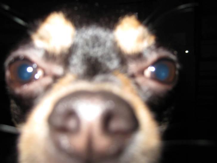 Chihuahua Boss - Ikke alle er lige fotogene (: billede 14