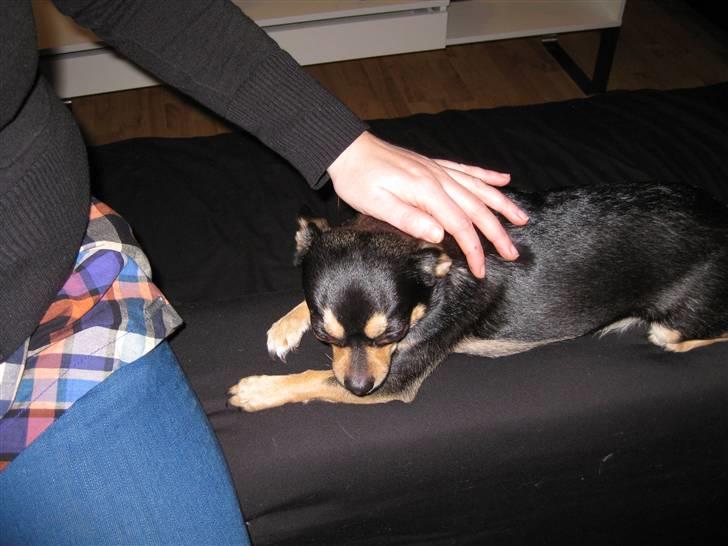 Chihuahua Boss - Mus.... billede 15