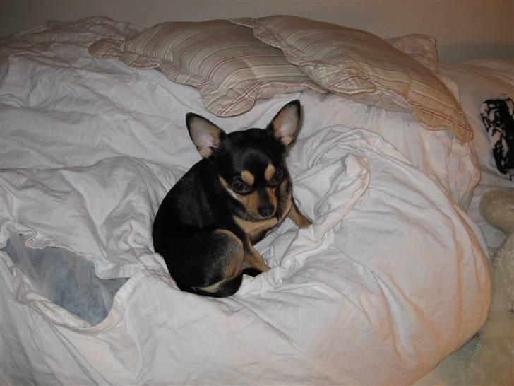 Chihuahua Boss - I sengen... billede 17