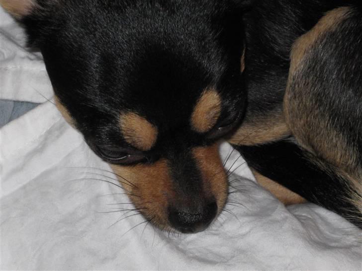 Chihuahua Boss - Putter <33 billede 18