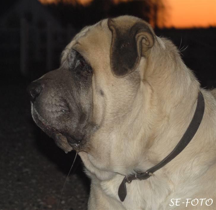 Mastiff Stiff - ja det er sjovt at lege med Bella billede 19