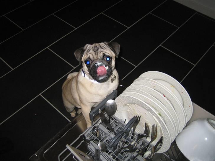 Mops Oscar billede 1