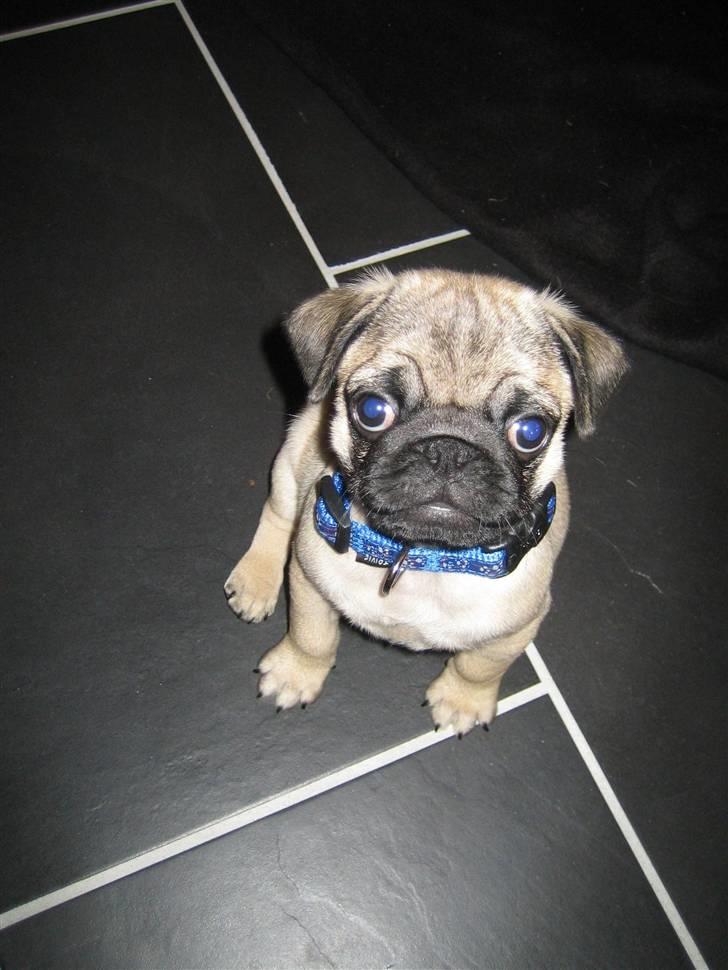 Mops Oscar billede 2