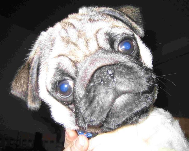 Mops Oscar billede 3