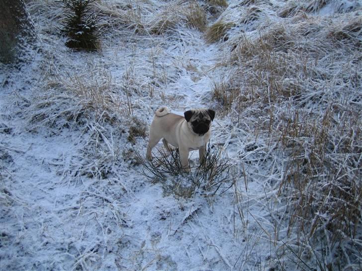 Mops Oscar billede 4