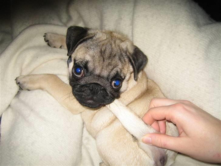 Mops Oscar billede 5