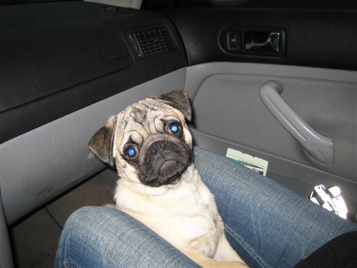 Mops Oscar billede 6