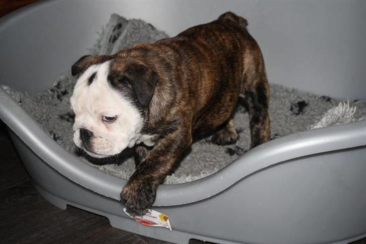 Engelsk bulldog All Inclusive - Daimi - 10 uger billede 5