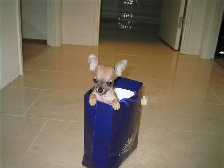 Chihuahua Chicka - Velkommen til Chickas profil... billede 1