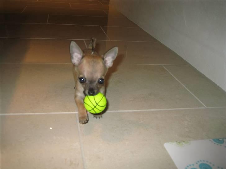 Chihuahua Chicka - Her leger jeg med min yndlings bold! billede 2