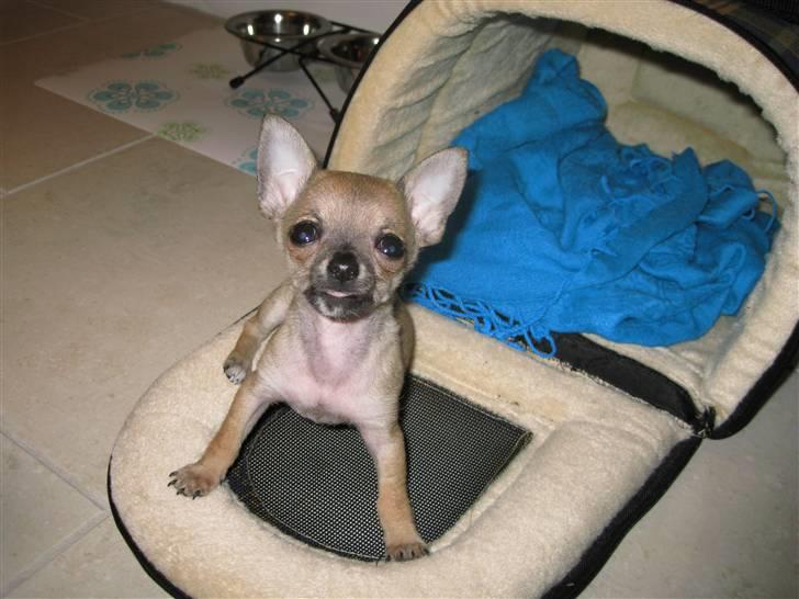 Chihuahua Chicka - Jeg passer godt på mit "hus" billede 3