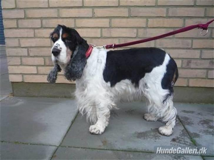 Cocker spaniel Barleys Tippe billede 11