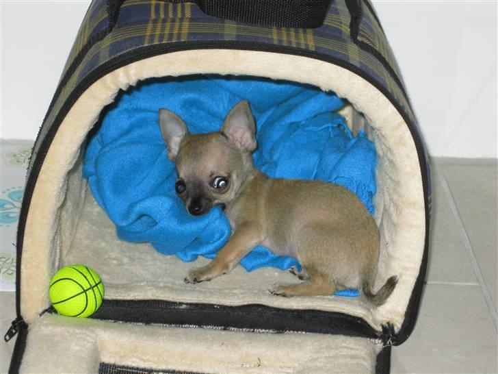 Chihuahua Chicka - Jeg er meget farlig, når jeg angriber mit tæppe! billede 4