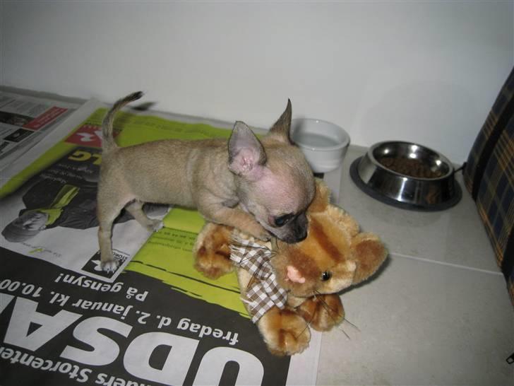 Chihuahua Chicka - Jeg leger med min bamse... billede 5