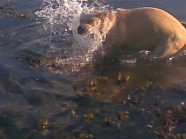 Labrador retriever trille billede 10