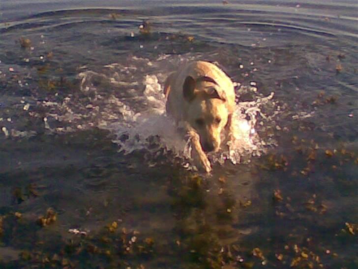 Labrador retriever trille billede 12