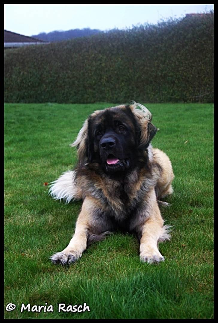 Leonberger Hercules - 07-12-2009 billede 2