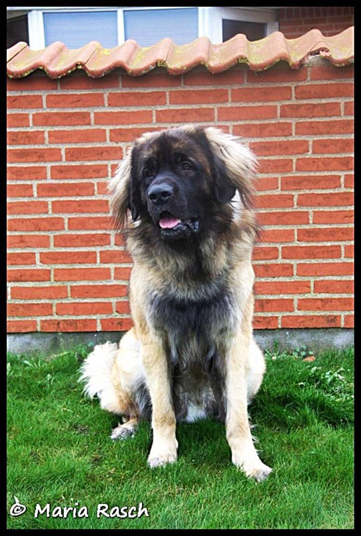 Leonberger Hercules - 07-12-2009 billede 3