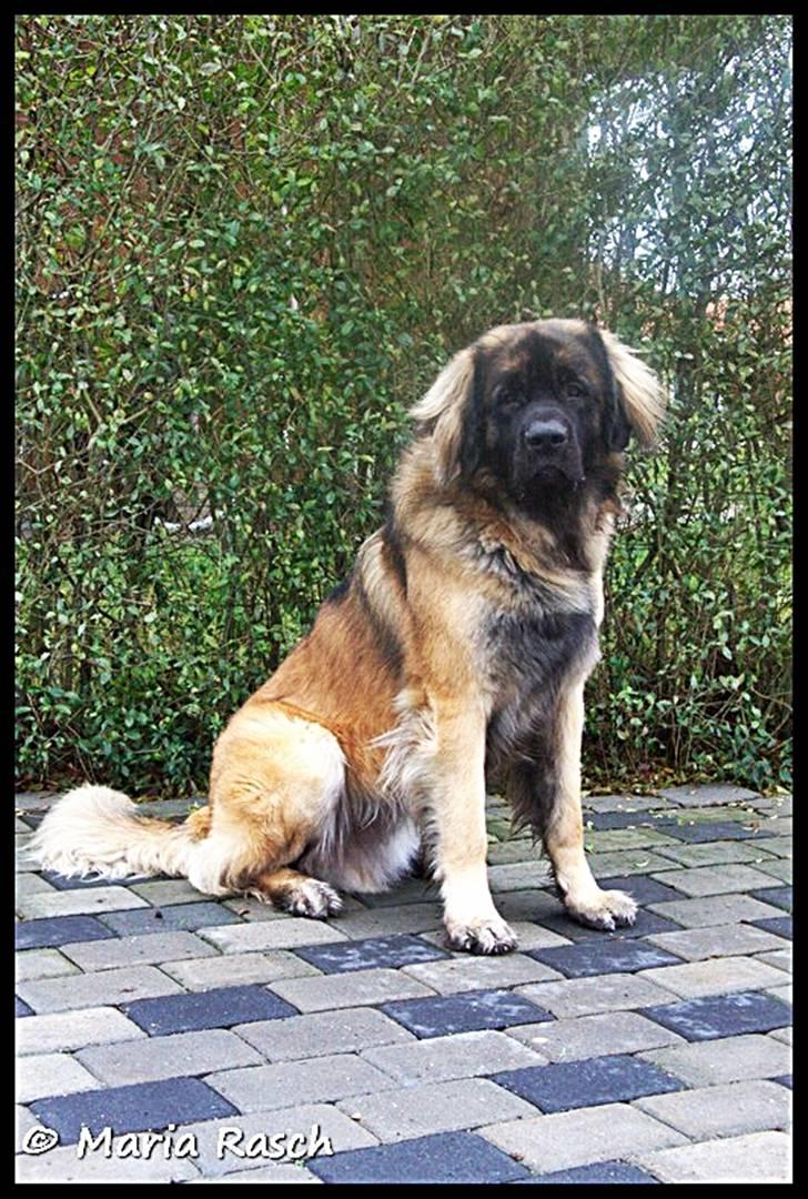 Leonberger Hercules - 07-12-2009 billede 4