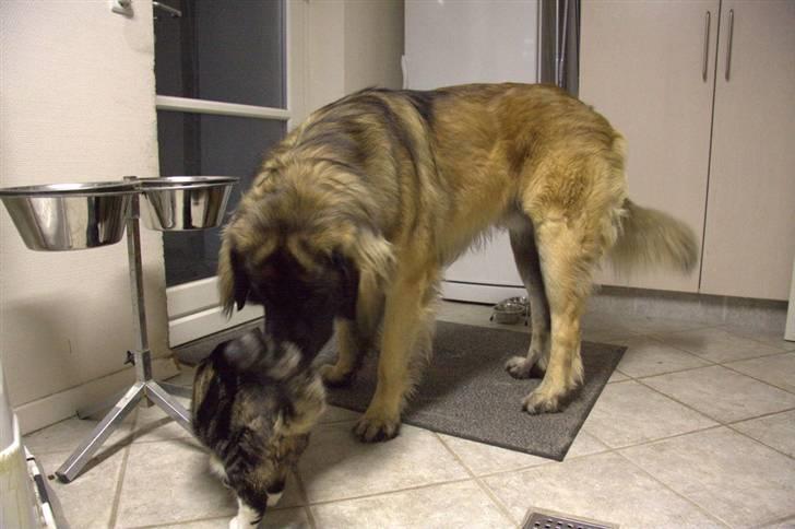 Leonberger Hercules - 06.11.2009 De bedsteste venner <3 billede 5