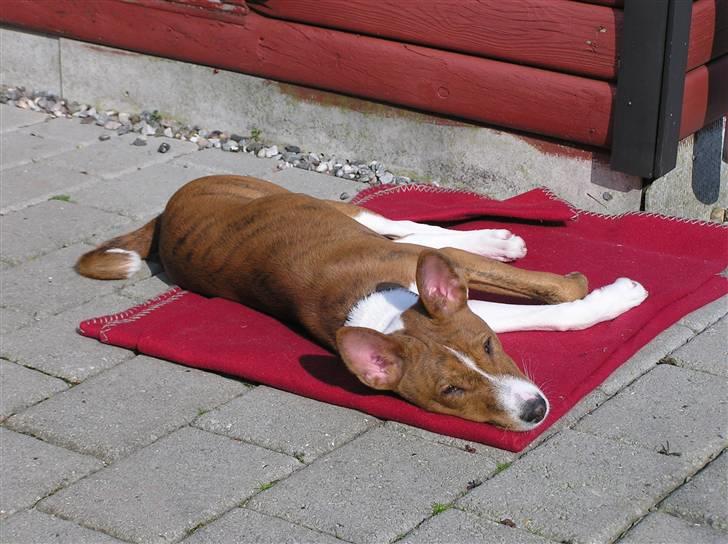 Basenji Tikko billede 8