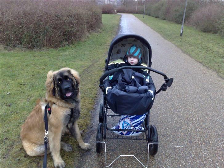 Leonberger Hercules - ude og gå med møgungerne :D 2 timers gåtur. træt kunne hercules sige bagefter. billede 6